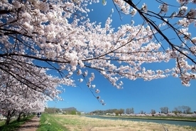 【2019】北海道で桜が楽しめるスポット10選！お花見に出かけよう♪