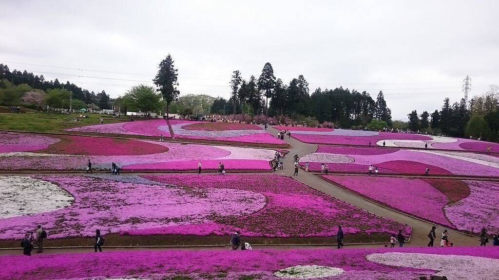 19 埼玉で桜 芝桜が楽しめるスポット10選 お花見に出かけよう 19年2月26日 エキサイトニュース