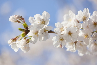 2019年桜開花予想！来週は関東や九州北部などで桜開花（3/12時点）