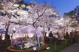 「約200mの桜並木！東京ミッドタウン「MIDTOWN BLOSSOM 2019」で桜と美酒を楽しもう」の画像2