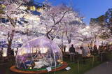 「約200mの桜並木！東京ミッドタウン「MIDTOWN BLOSSOM 2019」で桜と美酒を楽しもう」の画像1