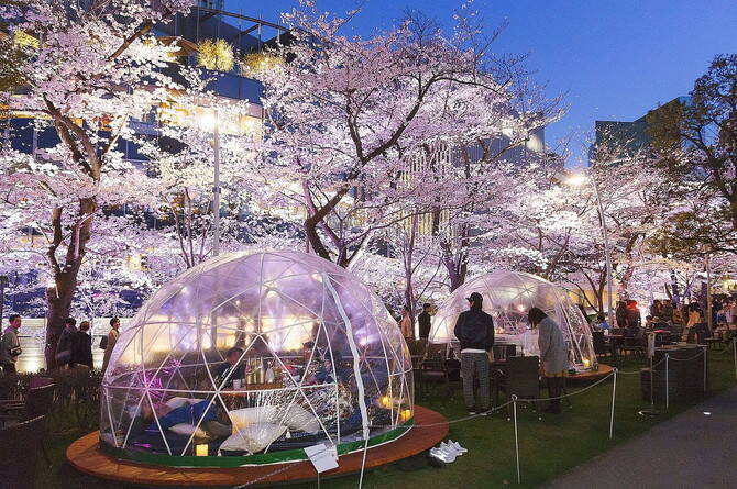 約200mの桜並木！東京ミッドタウン「MIDTOWN BLOSSOM 2019」で桜と美酒を楽しもう