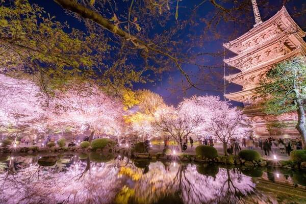 ついに開花 一度は見たい 桜絶景 19選 日本の春は美しい 全国 19年3月日 エキサイトニュース