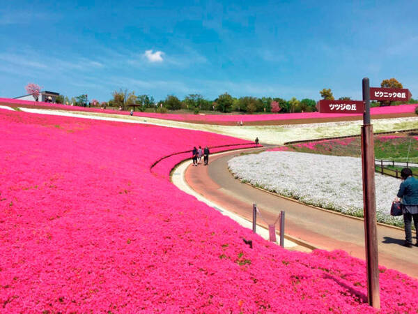 関東近郊 春の 花絶景 おすすめ43選 芝桜 つつじ 藤が今見頃 19gwにも 19年4月9日 エキサイトニュース