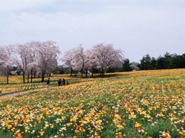 関東近郊 19gwが見頃の 花まつり 花イベント お花畑 まとめ 19年4月15日 エキサイトニュース