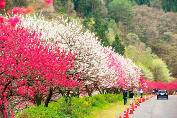 関東近郊 19gwが見頃の 花まつり 花イベント お花畑 まとめ 19年4月15日 エキサイトニュース