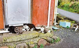 宮城県にある猫島 田代島 のおすすめスポットまとめ 行き方や石巻の観光情報も 19年5月3日 エキサイトニュース
