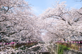 目黒川の桜が見頃！花見とセットで楽しめる「話題のグルメスポット」5選【中目黒】
