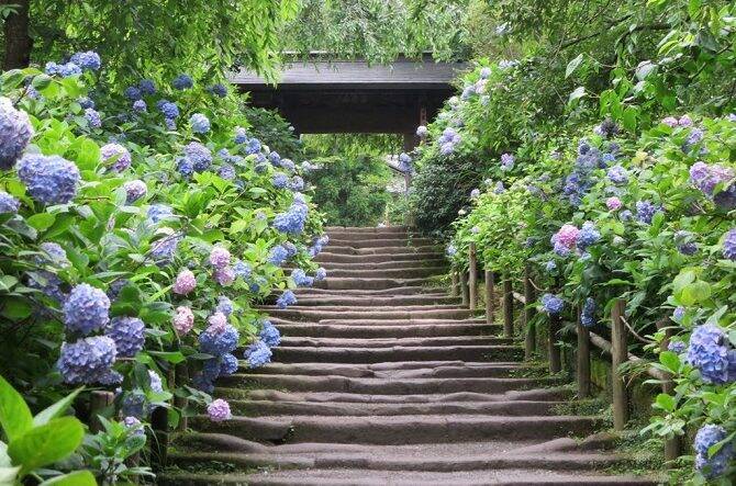 19 鎌倉のあじさい名所12選 明月院や長谷寺 穴場も 見頃もチェック 19年4月3日 エキサイトニュース