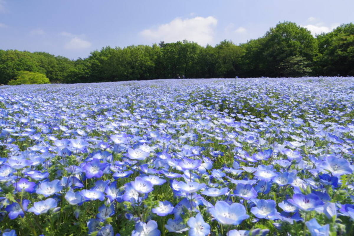 約10万本のネモフィラが見頃 一面に広がる青いじゅうたんに感動 埼玉 19年4月10日 エキサイトニュース