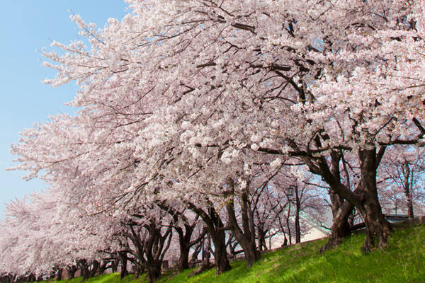 今週末が桜の見頃 関東近郊のおすすめ花見スポット12選 19 4 13 14 19年4月12日 エキサイトニュース