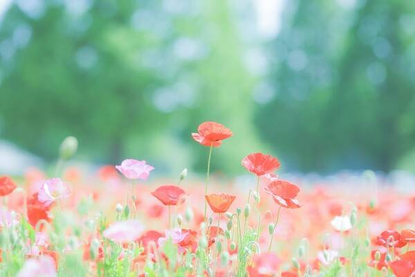 関東近郊 初夏が見頃のお花畑22選 今年こそ見たい 美しい花絶景に会いに行こう 19年5月9日 エキサイトニュース