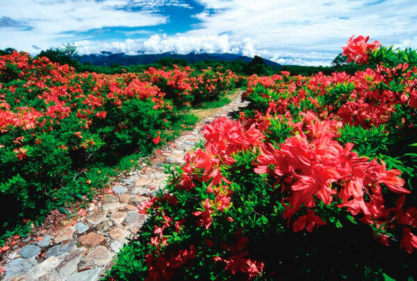 今だけの絶景 に出会える場所15選 初夏の新緑 花畑に癒されよう 関東近郊 19年5月11日 エキサイトニュース