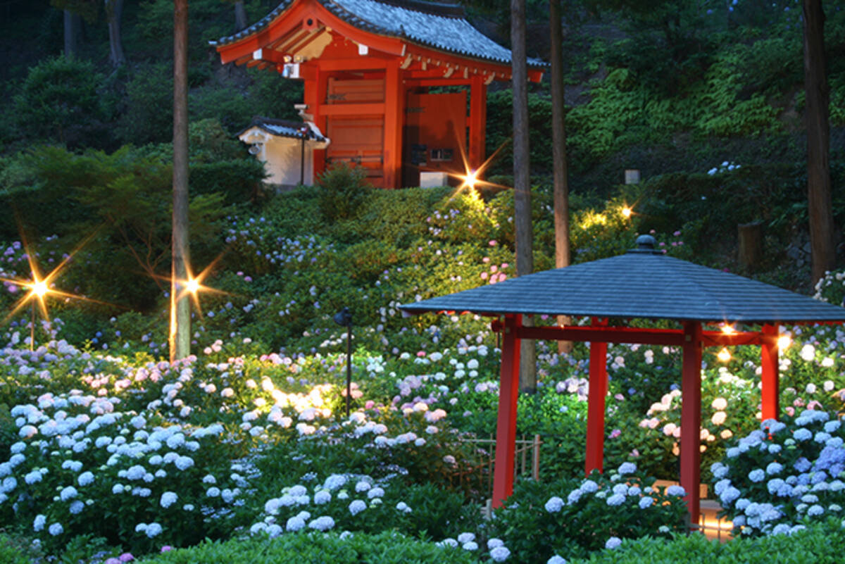 京都 三室戸寺のあじさい19 開花や見ごろは アクセス 混雑を避けるコツも 19年4月26日 エキサイトニュース 3 6