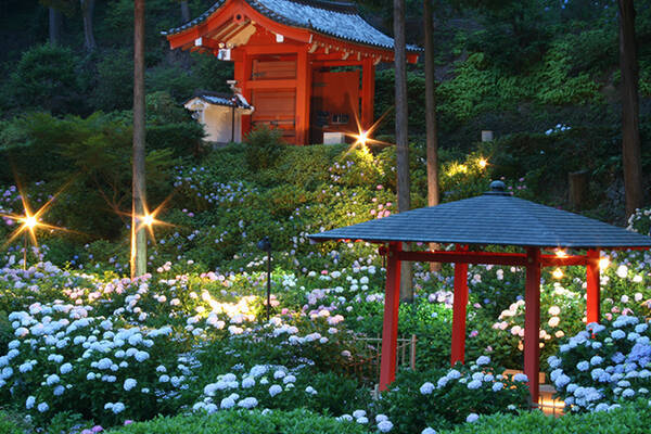 京都 三室戸寺のあじさい19 開花や見ごろは アクセス 混雑を避けるコツも 19年4月26日 エキサイトニュース