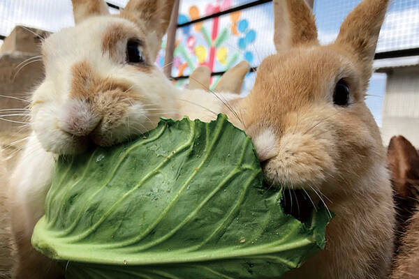 究極の癒し カワイイ もふもふ 動物に会える 東北のおすすめスポット6選 19年5月19日 エキサイトニュース