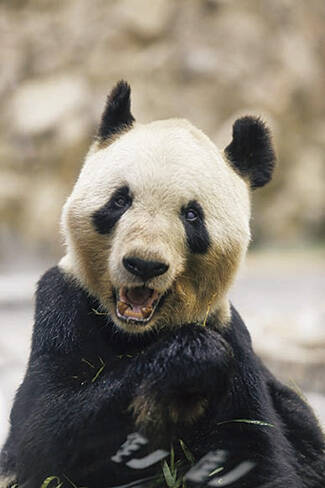 あぁ かわいい パンダ写真55連発 癒し 和歌山 アドベンチャーワールド 19年5月26日 エキサイトニュース
