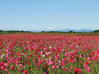 今週末はバラ ポピーが見頃 関東近郊のおすすめ花畑スポット6選 19年5月18 19日 19年5月17日 エキサイトニュース