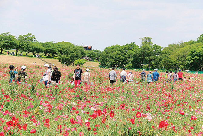 今週末はバラ ポピーが見頃 関東近郊のおすすめ花畑スポット6選 19年5月25 26日 19年5月24日 エキサイトニュース