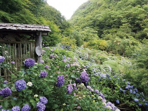 19 九州 あじさい 名所8選 見頃 おすすめイベント情報も 19年6月10日 エキサイトニュース