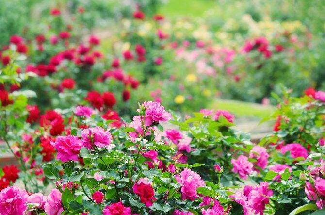 関東近郊 夏のお花畑おすすめ15選 6月7月見頃のあじさいやバラが美しい名所も 19年6月10日 エキサイトニュース
