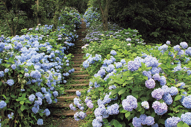 関西 絶景 あじさい名所9選 インスタ映えのあじさい寺や見頃情報も 19年6月11日 エキサイトニュース 4 8 関西 絶景 あじさい名所9選 インスタ映えのあじさい寺や見頃情報も 19年6月11日 エキサイトニュース 4 8