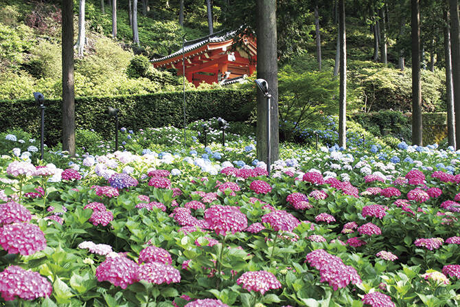 関西 絶景 あじさい名所9選 インスタ映えのあじさい寺や見頃情報も 19年6月11日 エキサイトニュース