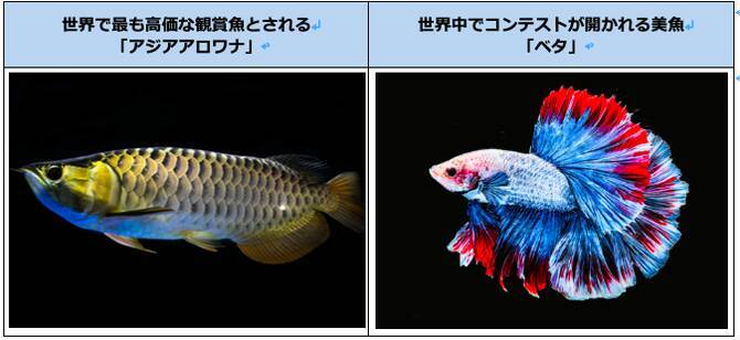 日本初カフェ型水族館 ジュエリーアクアリウム 誕生 Ai図鑑で魚を楽しめる 埼玉 19年6月9日 エキサイトニュース