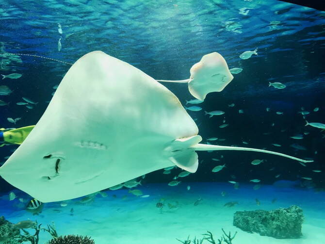 池袋 サンシャイン水族館を楽しむ方法 料金や所要時間 まわり方 周辺グルメなど 19年6月12日 エキサイトニュース 7 24