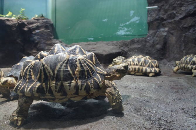 池袋 サンシャイン水族館を楽しむ方法 料金や所要時間 まわり方 周辺グルメなど 19年6月12日 エキサイトニュース 9 24