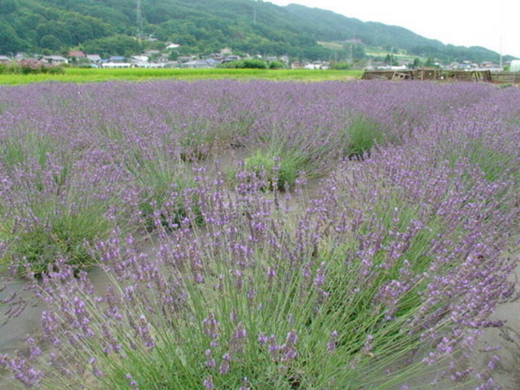 今週末は あじさい ラベンダー が見頃 関東近郊のおすすめ花畑スポット選 19年6月22日 23日 19年6月21日 エキサイトニュース