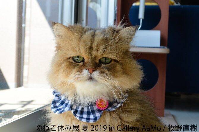 ねこ休み展2019 開催 可愛い にゃんこ の写真 グッズが大集合 東京 2019年7月4日 エキサイトニュース