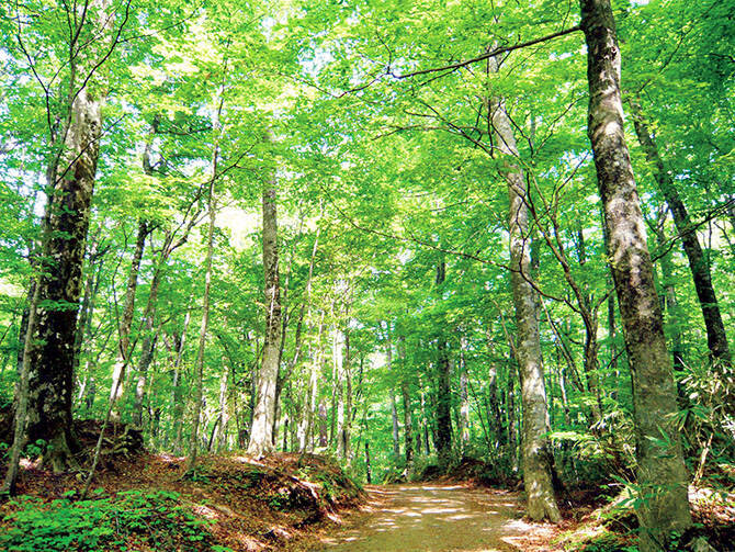 神秘的な青い湖面 太古の自然美 美しい自然を堪能 東北の森絶景7選 16年6月10日 エキサイトニュース