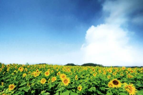 見渡す限りのひまわり畑 南知多で絶景夏ドライブ 愛知 16年6月15日 エキサイトニュース
