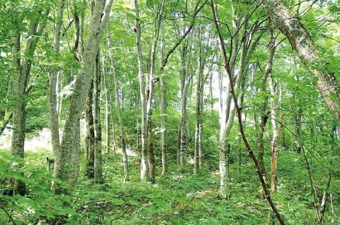 わざわざ行きたい 世界遺産の森 白神山地 と周辺おすすめスポット 青森 16年7月4日 エキサイトニュース