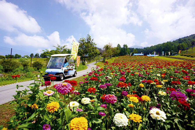 ひまわり ダリア コスモス 感動絶景の花畑名所7選 東海 16年7月10日 エキサイトニュース