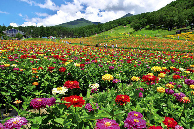 ひまわり ダリア コスモス 感動絶景の花畑名所7選 東海 16年7月10日 エキサイトニュース