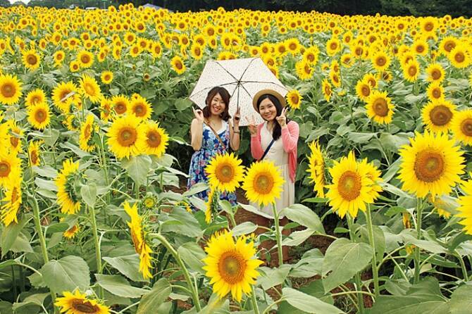 迷路 摘み取り体験 イベントも 感動のひまわり畑 関東 東北 16年7月10日 エキサイトニュース 7 11