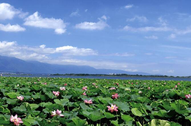 朝だけの花ハス絶景に出会う 夏の琵琶湖ドライブ旅 滋賀 16年7月18日 エキサイトニュース