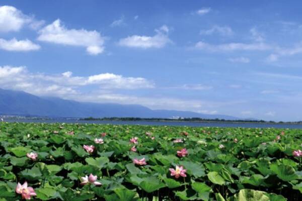 朝だけの花ハス絶景に出会う 夏の琵琶湖ドライブ旅 滋賀 16年7月18日 エキサイトニュース