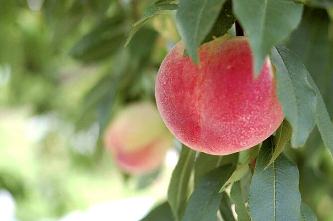今が旬 ひえひえの食べ放題も 完熟の桃狩りはいかが 東海 16年7月27日 エキサイトニュース