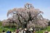 「昔は桜を折ってお持ち帰り？桜の花を求め山野へ、花見よりも古い歴史を持つ「桜狩り」とは？」の画像1