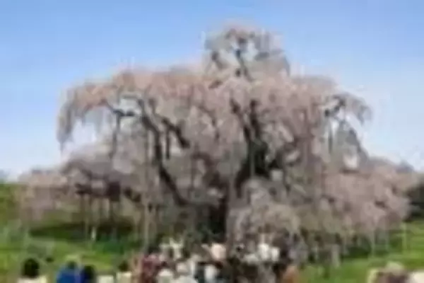 昔は桜を折ってお持ち帰り？桜の花を求め山野へ、花見よりも古い歴史を持つ「桜狩り」とは？