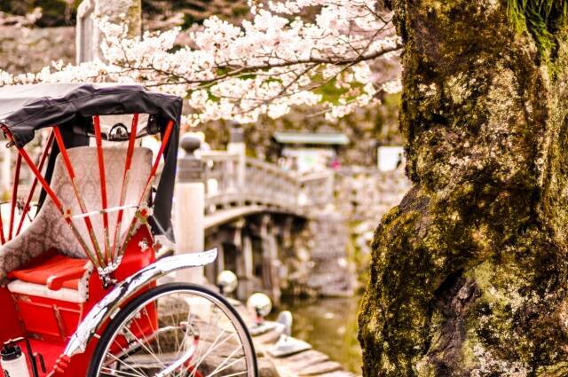 昔は桜を折ってお持ち帰り？桜の花を求め山野へ、花見よりも古い歴史を持つ「桜狩り」とは？