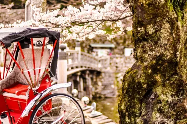 「昔は桜を折ってお持ち帰り？桜の花を求め山野へ、花見よりも古い歴史を持つ「桜狩り」とは？」の画像