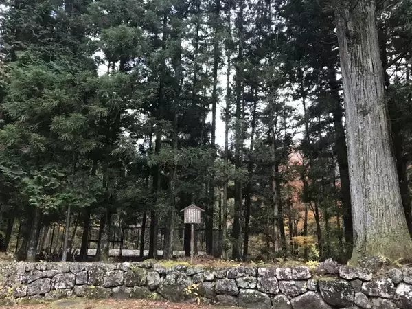 「江戸時代には花粉症がなかった！？江戸時代の国民病にはどんなものがあったのか？」の画像