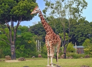 世界で「キリン」と呼ぶのは日本だけ！聖獣“麒麟”扱いされたのはなんと政治的な演出だった！？