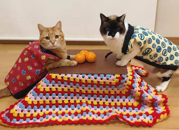 組み立てかんたん 猫専用こたつ付きみかん 猫と こたつと 思い出みかん の予約がスタート 22年2月25日 エキサイトニュース