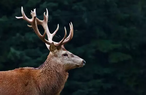 「「鎌倉殿の13人」富士の巻狩り、そして曽我兄弟の仇討ちは…第23回放送「狩りと獲物」予習」の画像