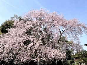 コスプレ参加、女性同士のバトル…豊臣秀吉が催した戦国最大級の「ド派手なお花見」が規格外すぎる！